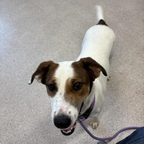 Enlarge Zoe, a Adoptable mixed breed in Horn Lake, MS image 2/2