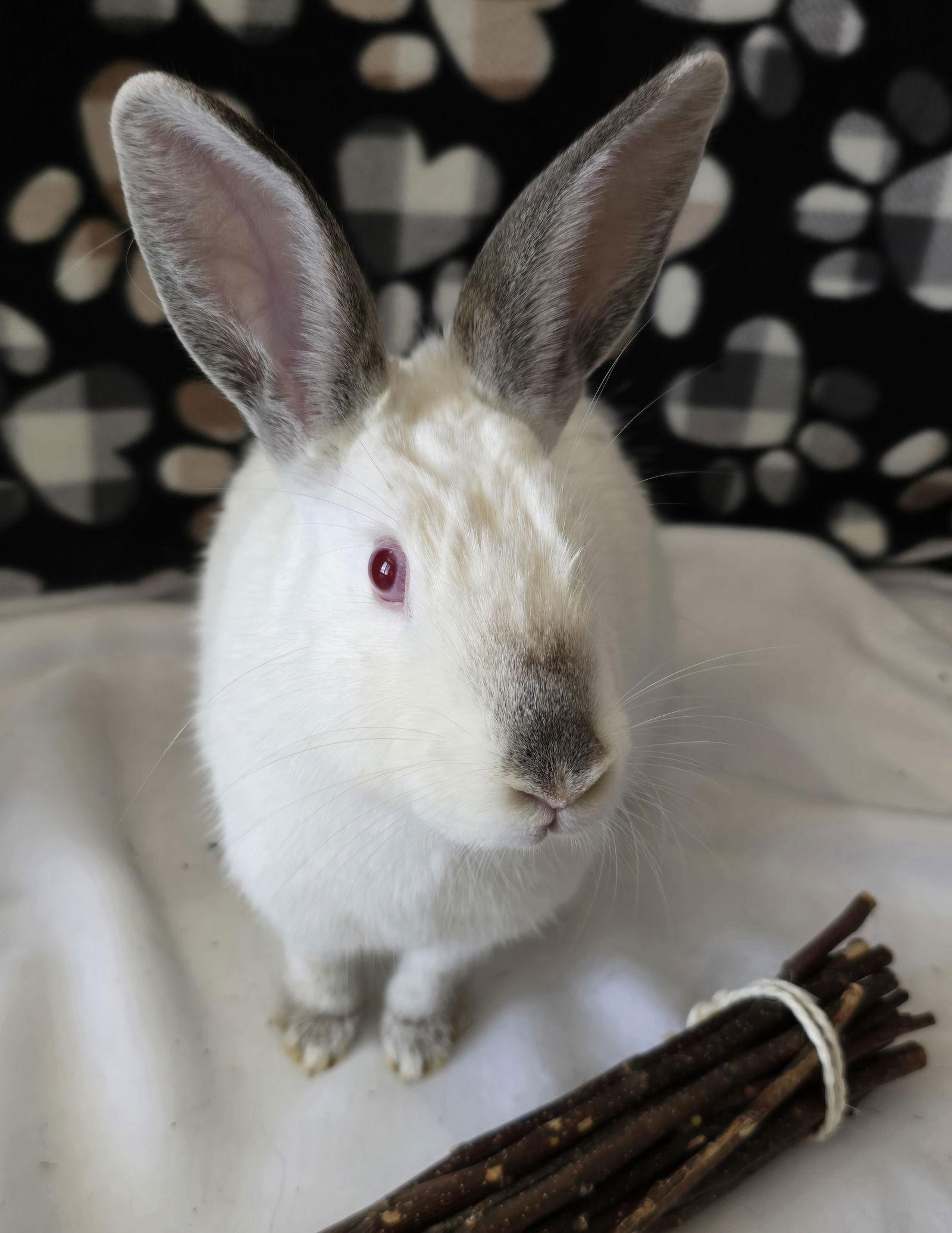 Smudge, Adoptable, Young Female Californian.