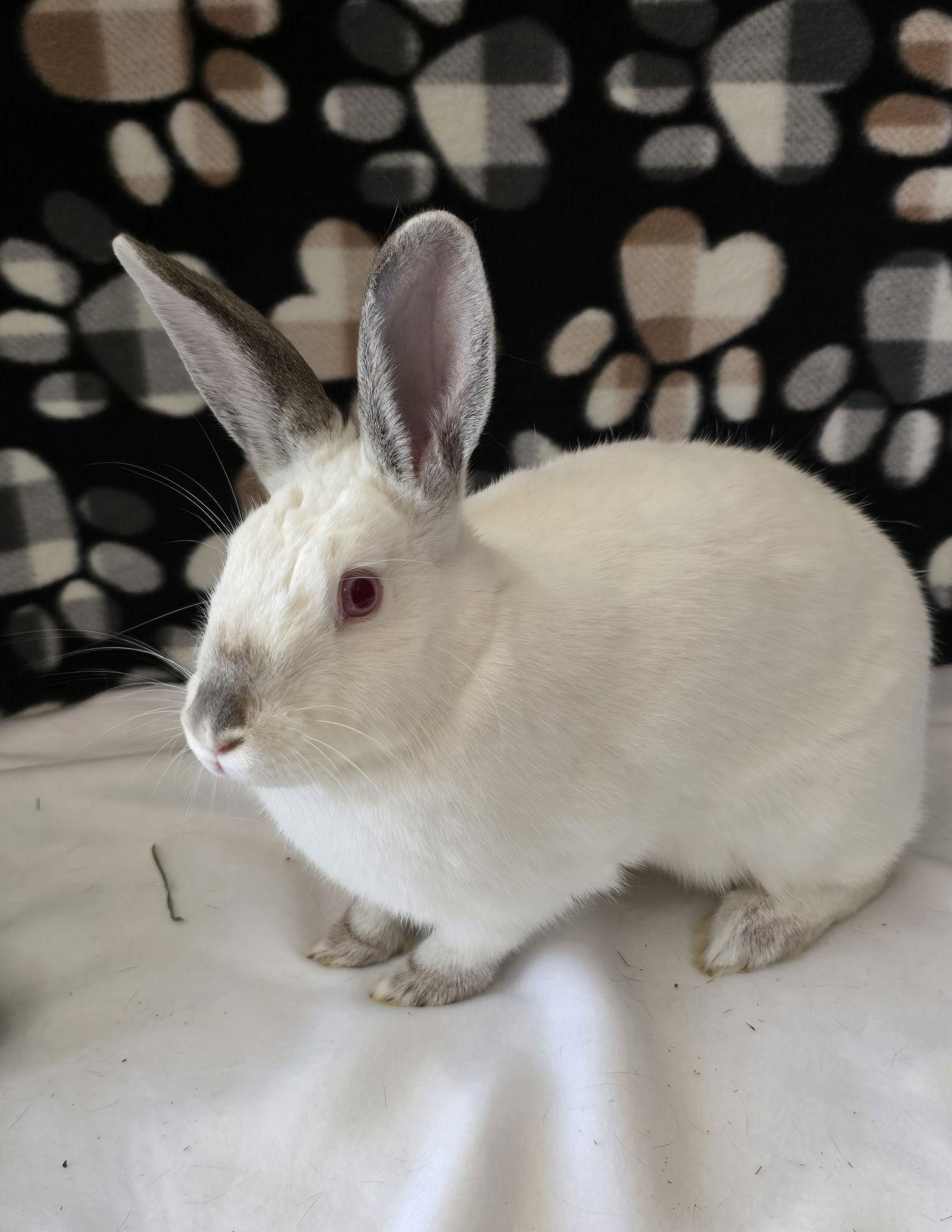 Enlarge Smudge, a Adoptable Californian in Philadelphia, PA image 2/3