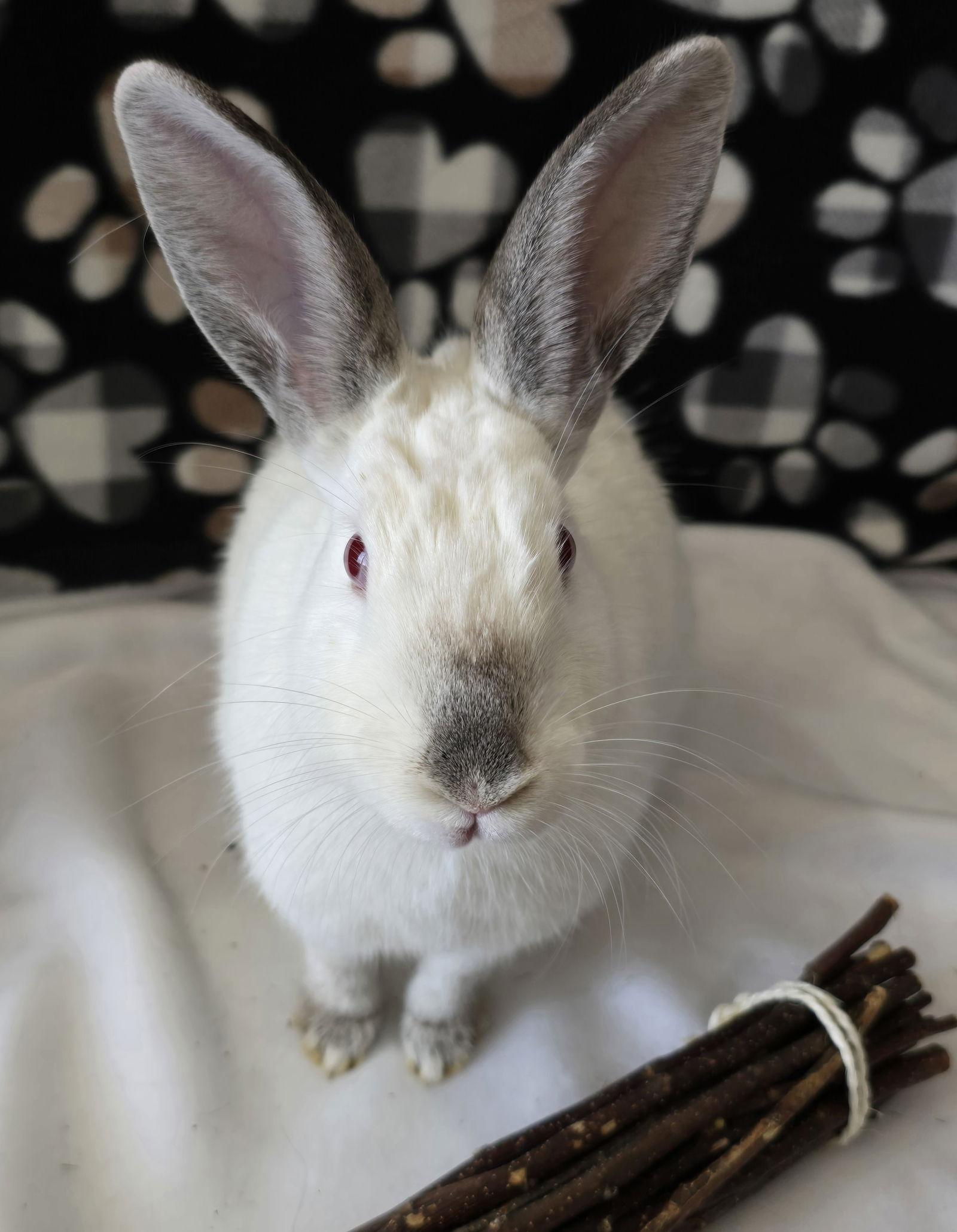 Enlarge Smudge, a Adoptable Californian in Philadelphia, PA image 3/3