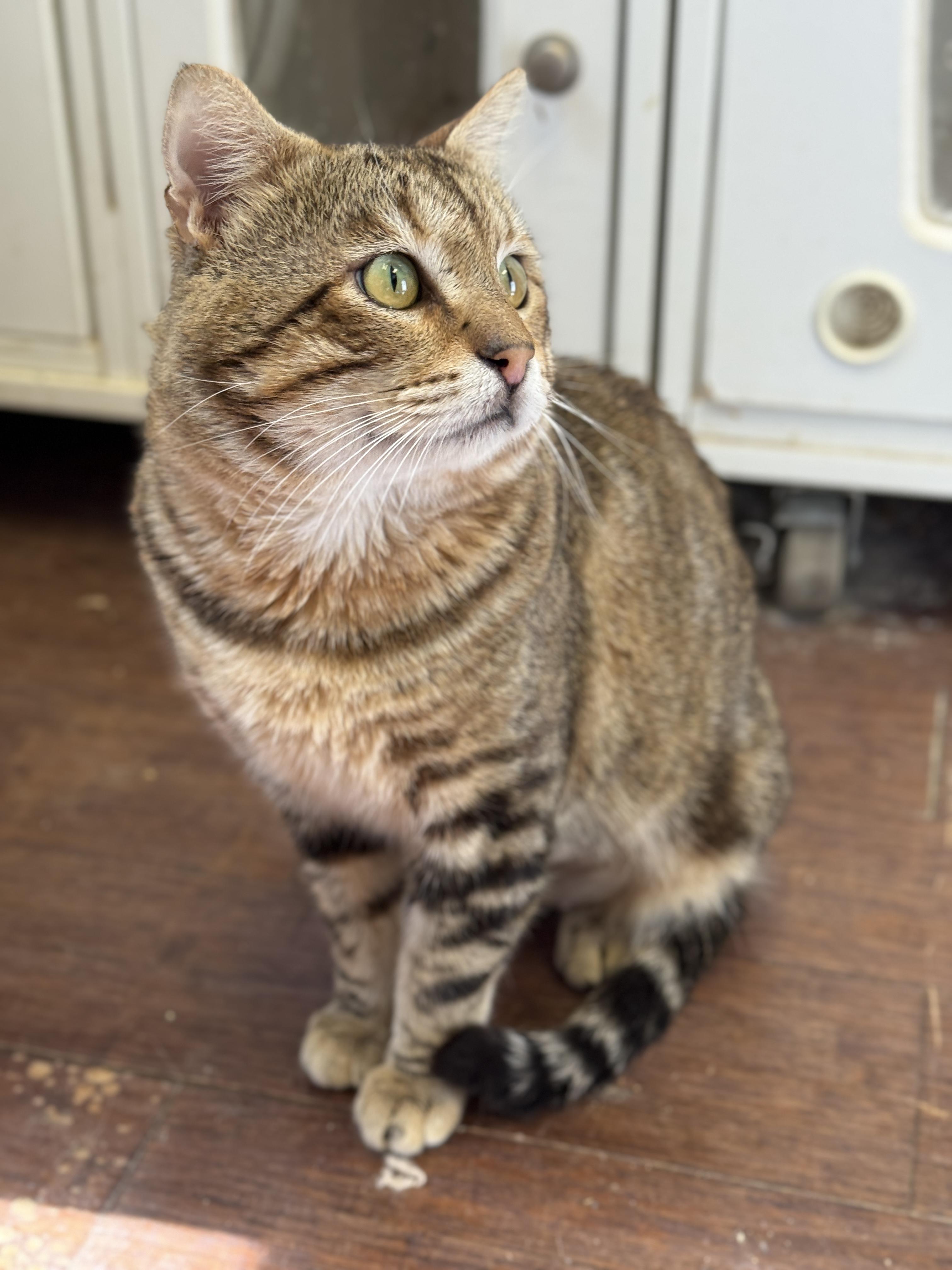 Caspian, a Adoptable Domestic Short Hair in Orange, CA image 2/4