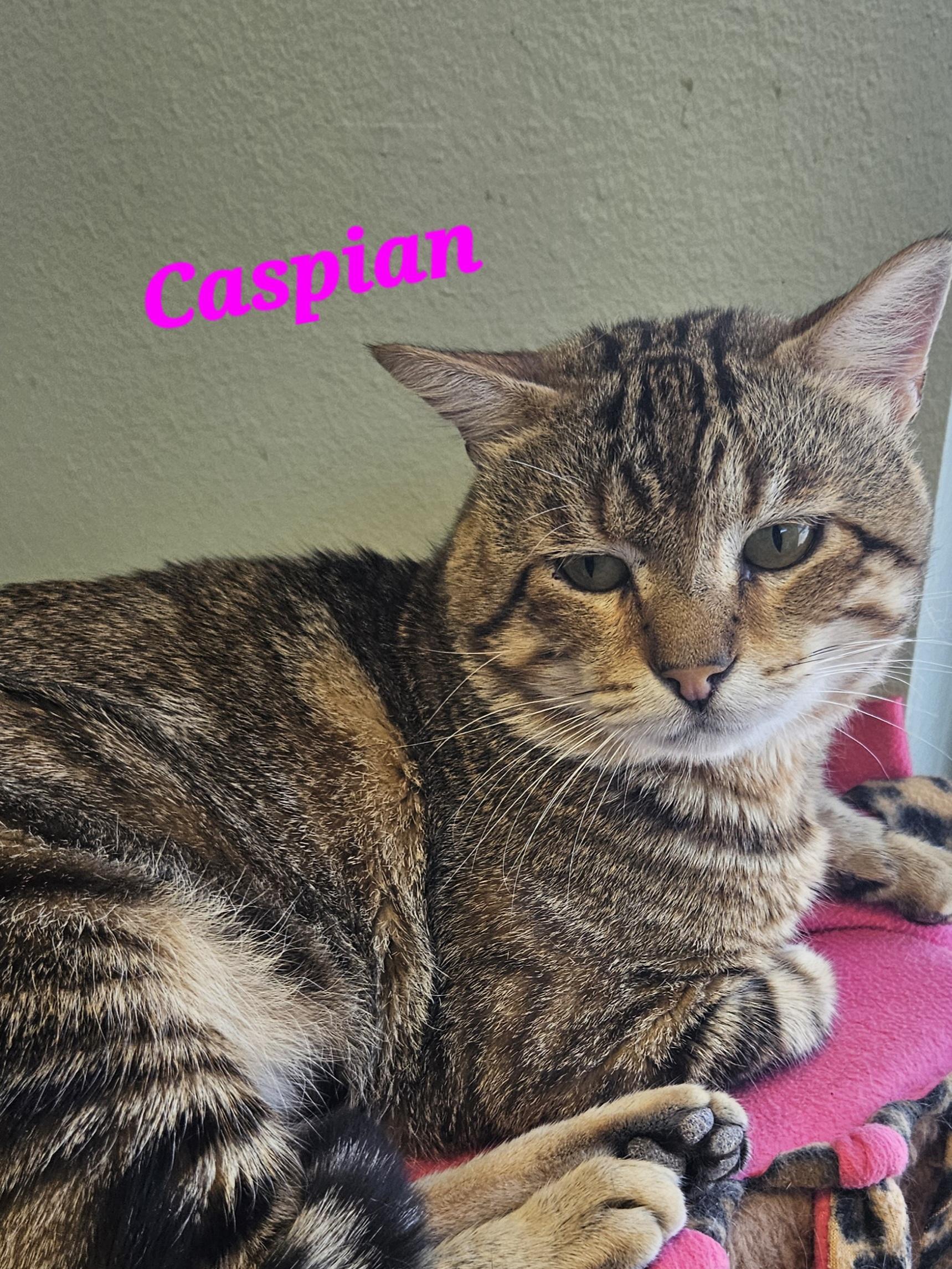 Caspian, a Adoptable Domestic Short Hair in Orange, CA image 3/4