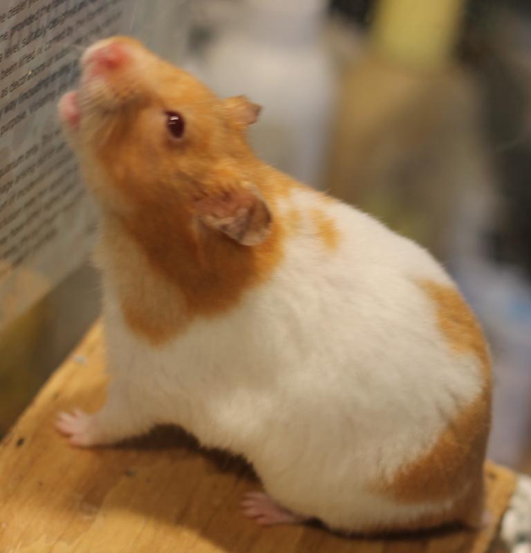 Enlarge Skye, a Adoptable Hamster in Budd Lake, NJ image 4/6
