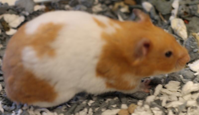 Enlarge Skye, a Adoptable Hamster in Budd Lake, NJ image 2/6