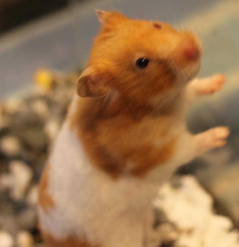 Enlarge Skye, a Adoptable Hamster in Budd Lake, NJ image 1/6