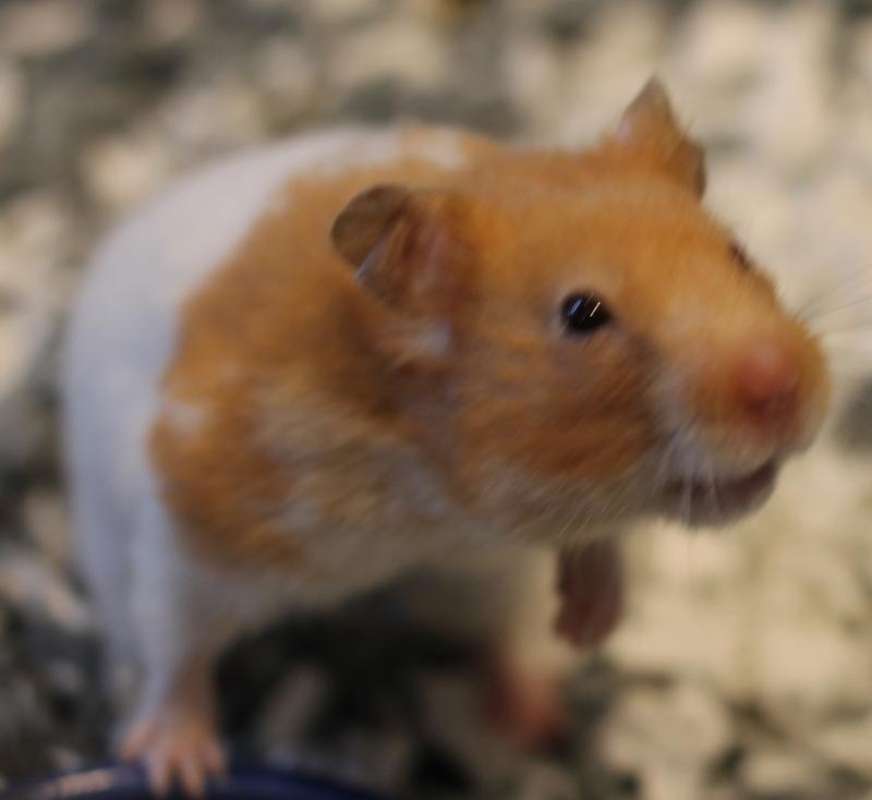 Enlarge Skye, a Adoptable Hamster in Budd Lake, NJ image 5/6