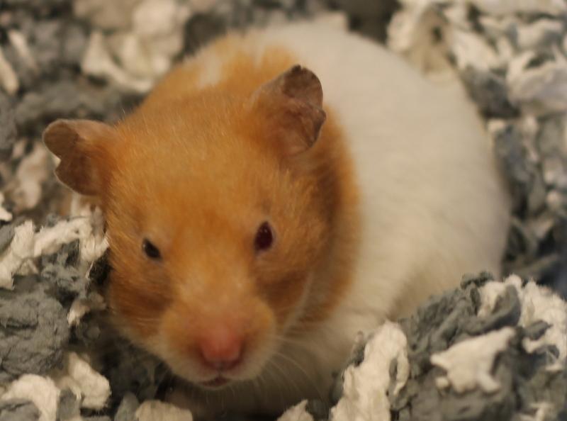 Enlarge Skye, a Adoptable Hamster in Budd Lake, NJ image 6/6