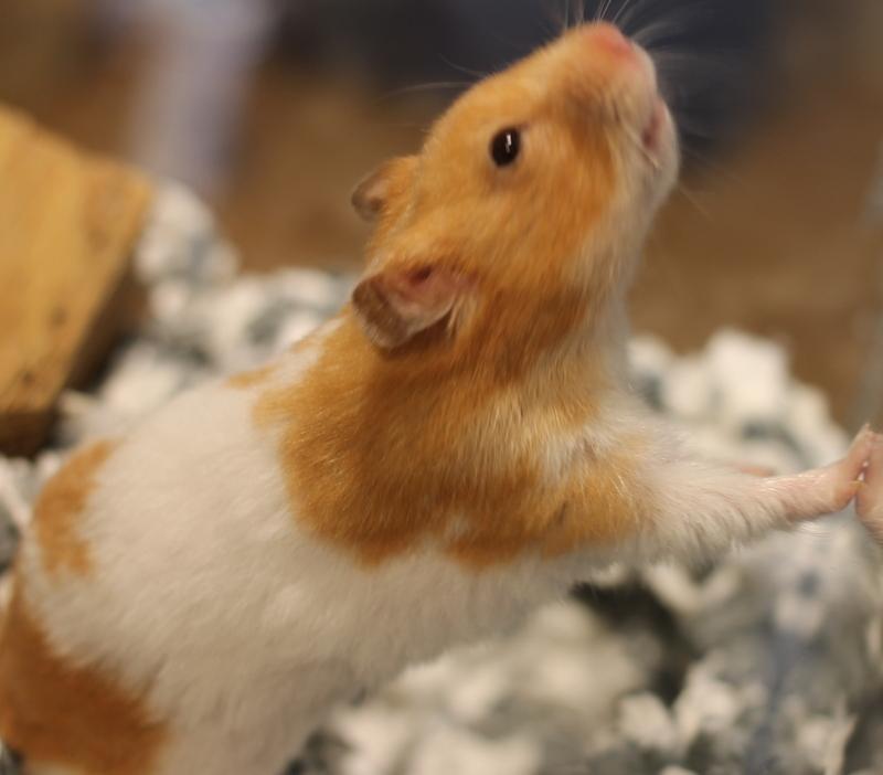 Enlarge Skye, a Adoptable Hamster in Budd Lake, NJ image 3/6
