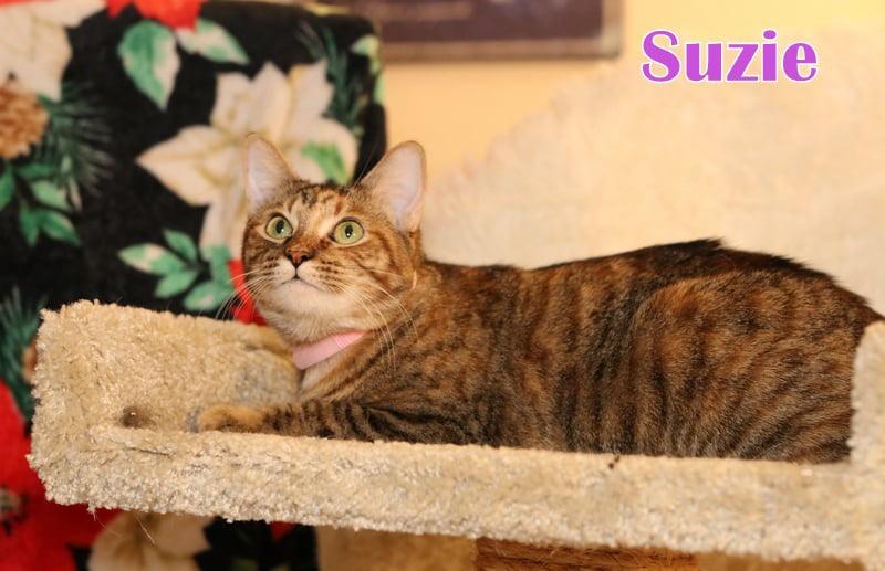Suzie photo 5