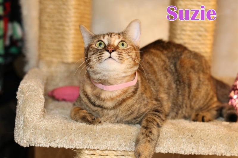 Suzie photo 3