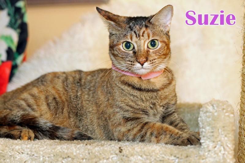 Suzie photo 4