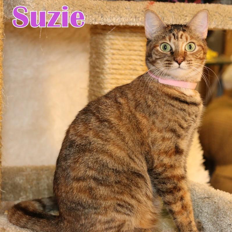 Suzie, Adult Female Tabby
