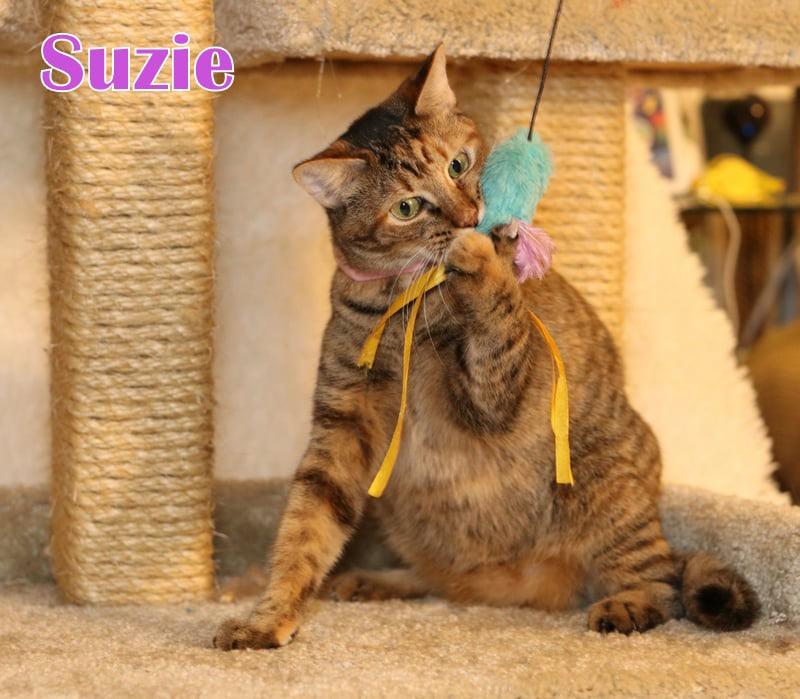 Suzie photo 2