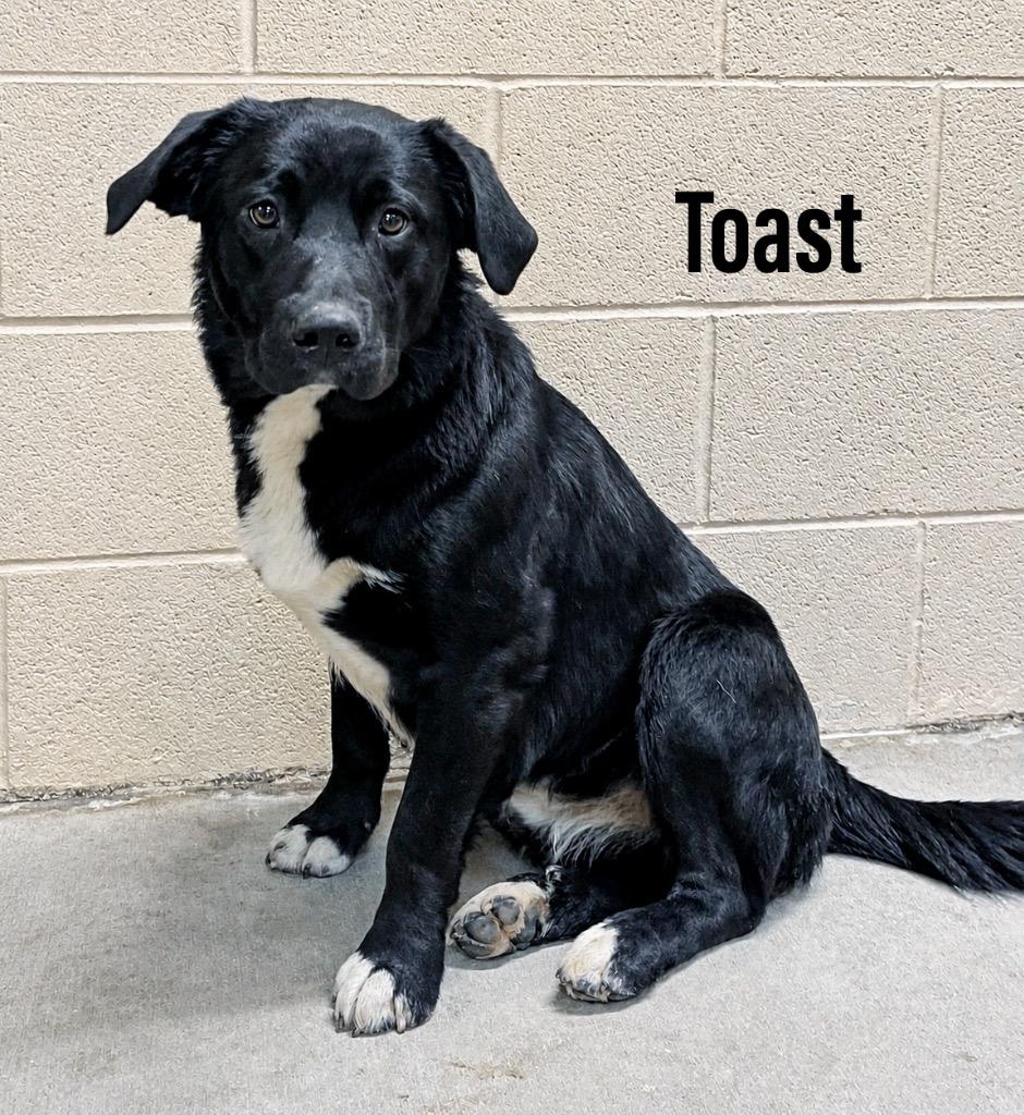 Toast, Adoptable, Adult Male Flat-Coated Retriever & Labrador Retriever.