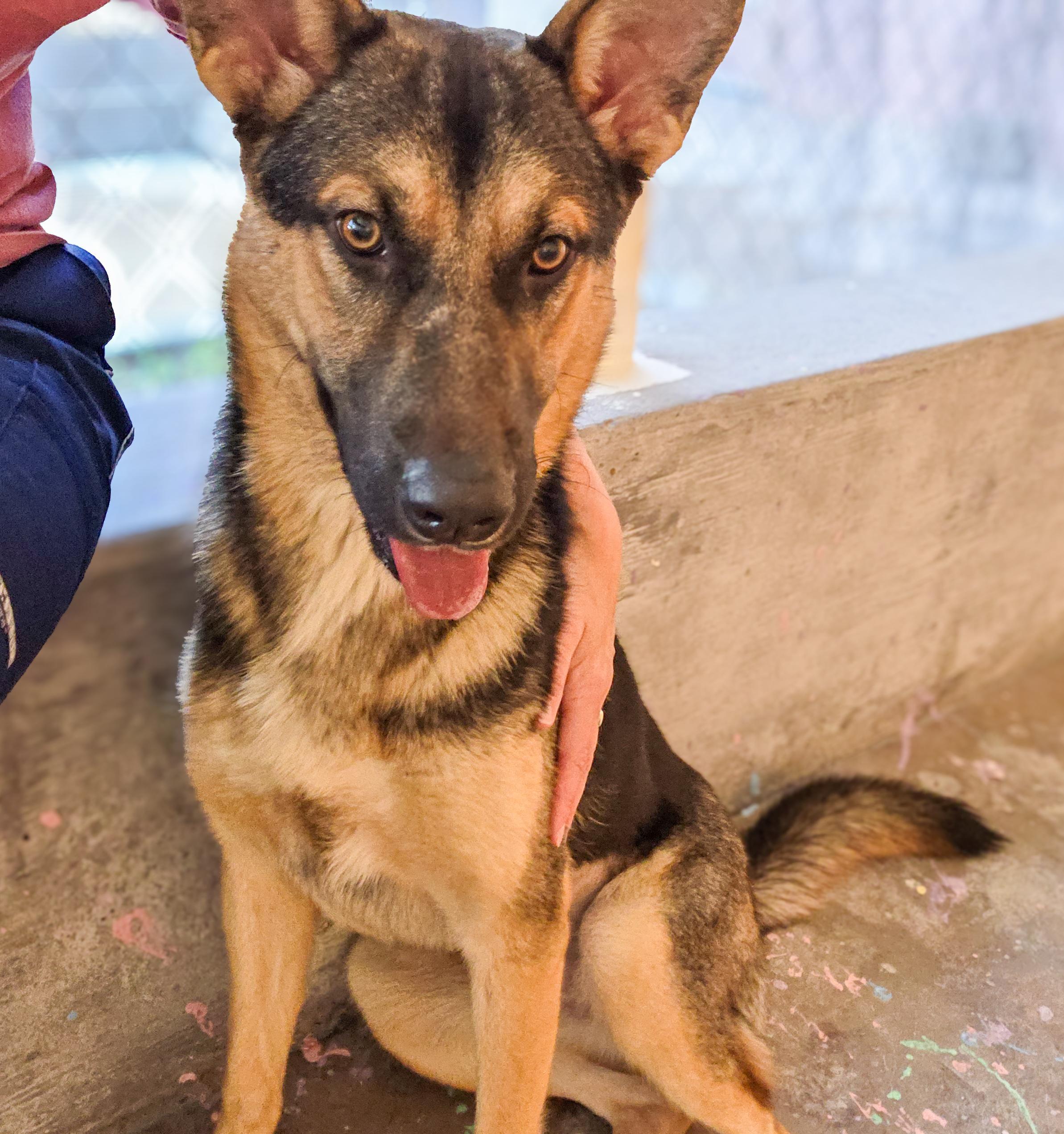 Enlarge Gizelle, a Adoptable mixed breed in Gainesville, TX image 3/6