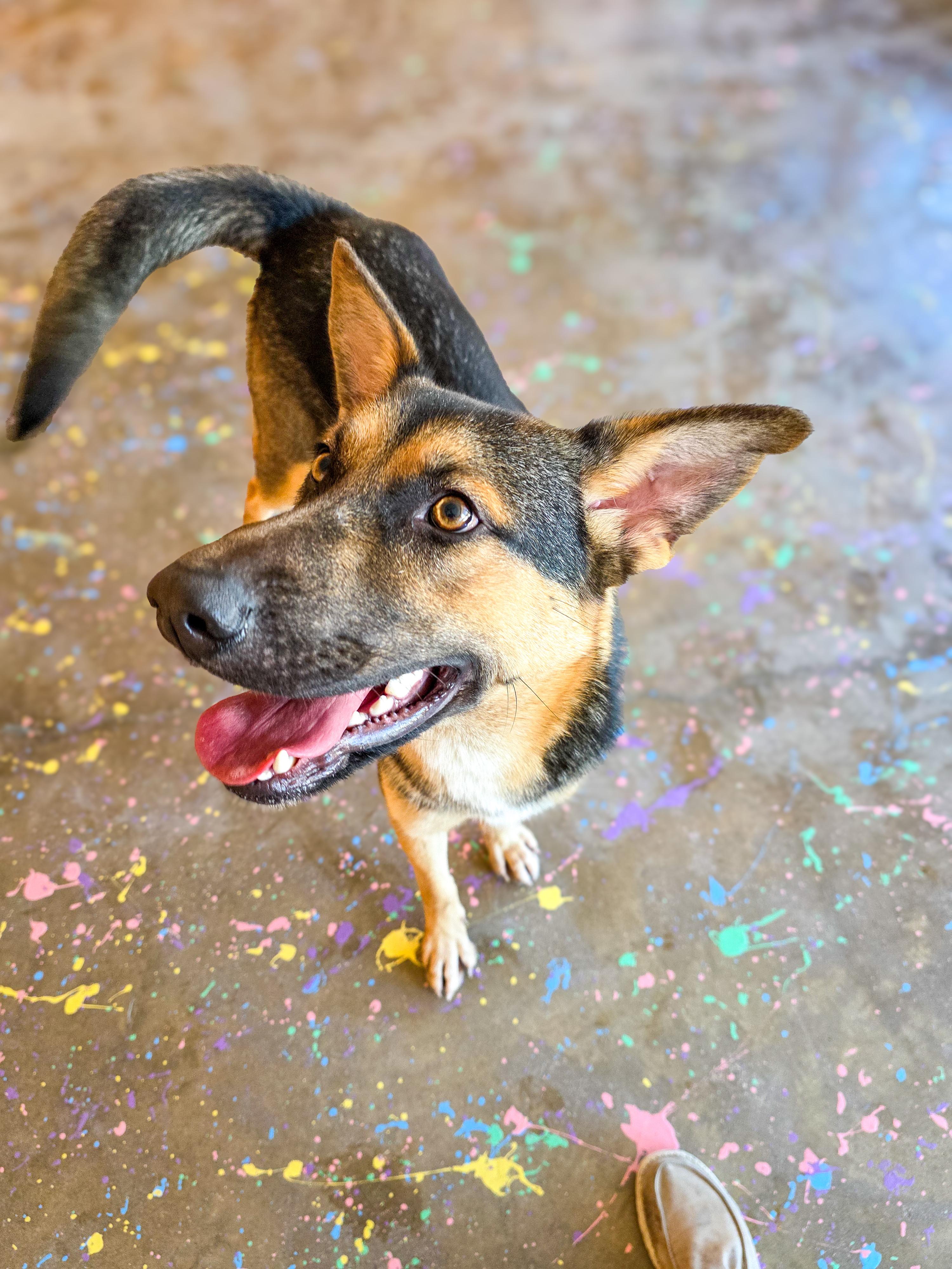 Enlarge Gizelle, a Adoptable mixed breed in Gainesville, TX image 4/6