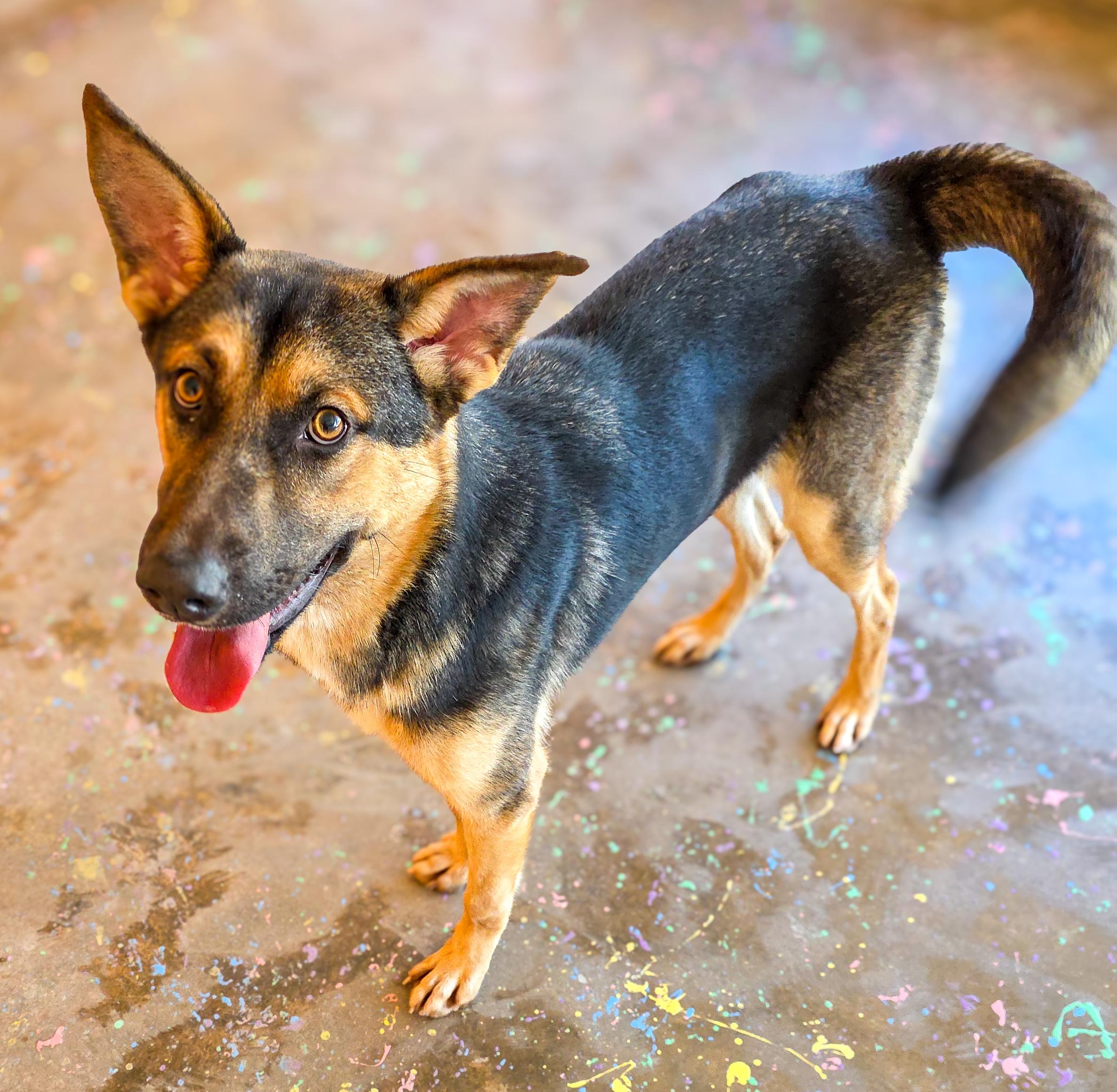 Enlarge Gizelle, a Adoptable mixed breed in Gainesville, TX image 1/6