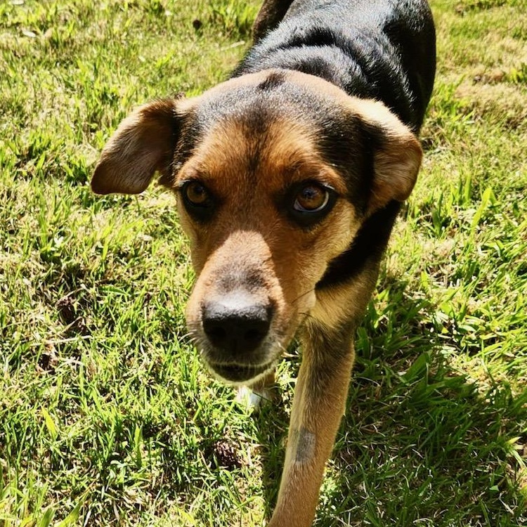 Suzie , a ADOPTABLE mixed breed in Richmond, VA image 2/6