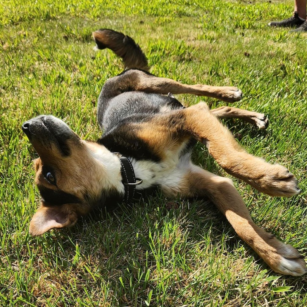 Suzie , a ADOPTABLE mixed breed in Richmond, VA image 3/6
