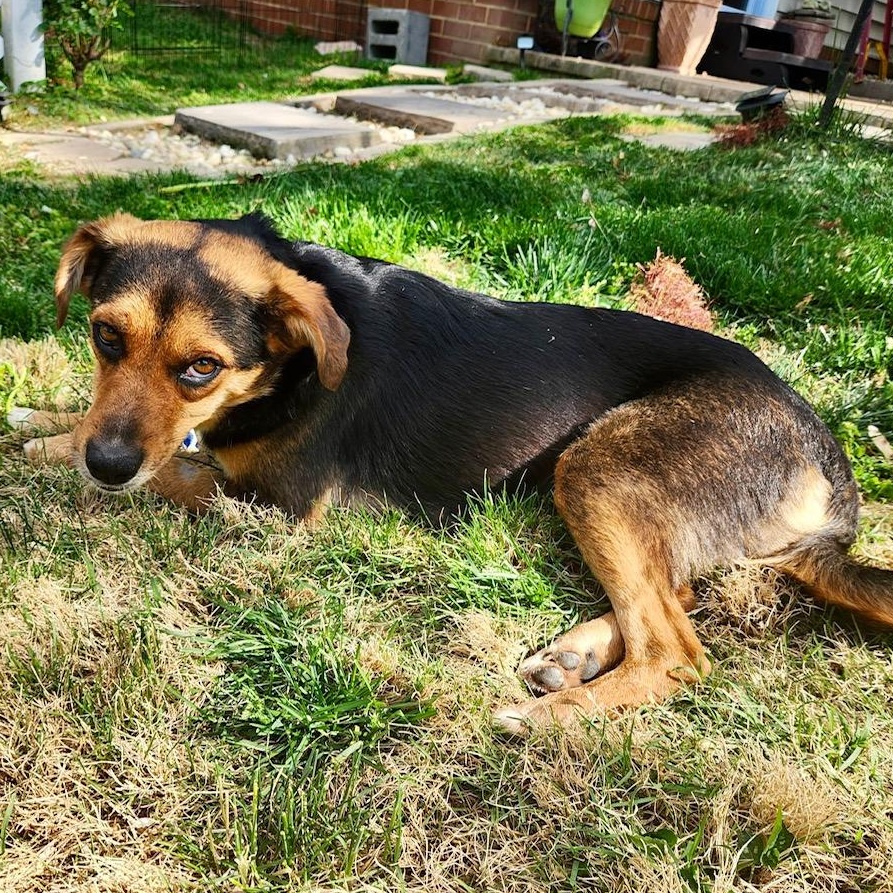Suzie , a ADOPTABLE mixed breed in Richmond, VA image 6/6