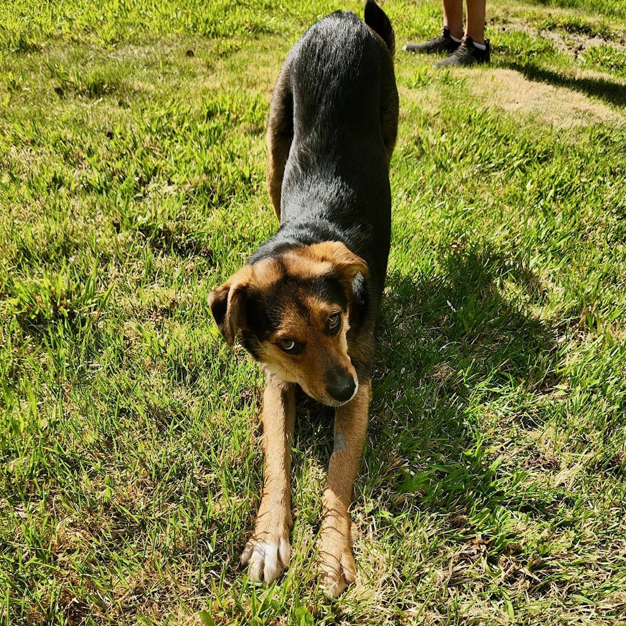 Suzie , a ADOPTABLE mixed breed in Richmond, VA image 5/6