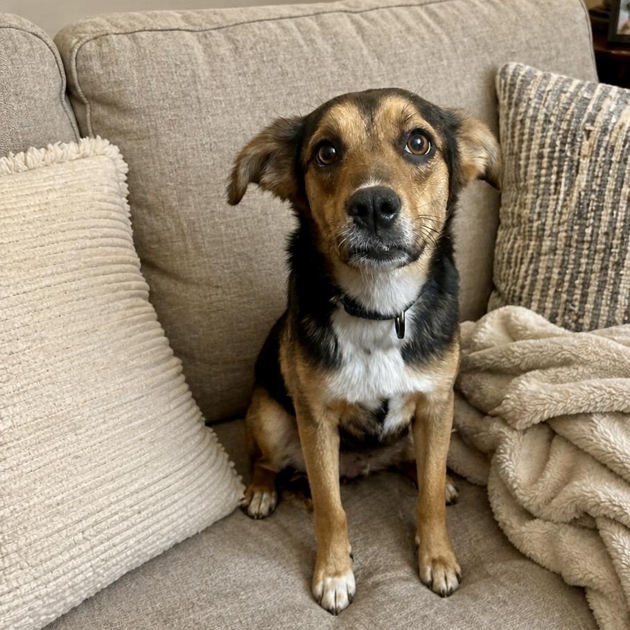 Suzie , a ADOPTABLE mixed breed in Richmond, VA image 4/6