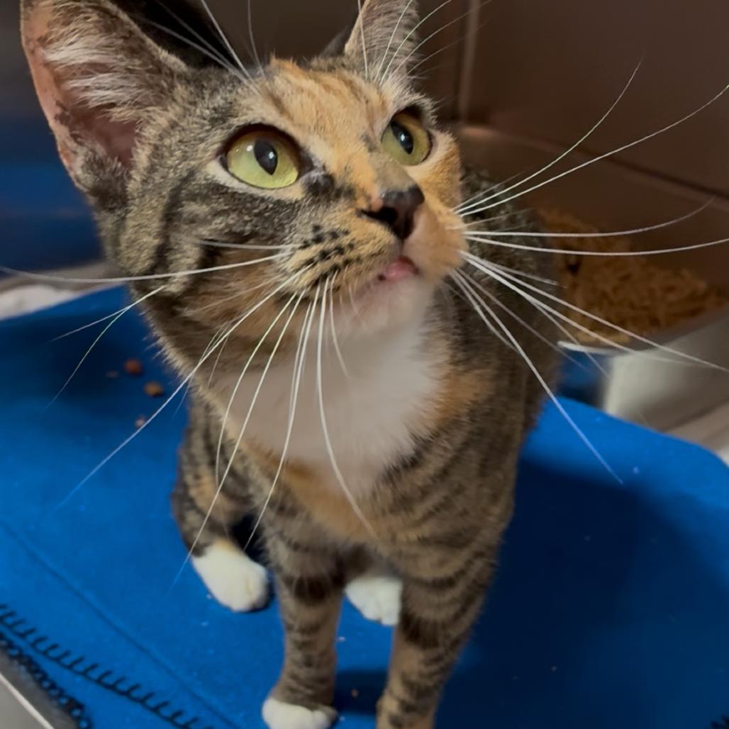Meow Meow, Adoptable, Adult Female Domestic Short Hair.