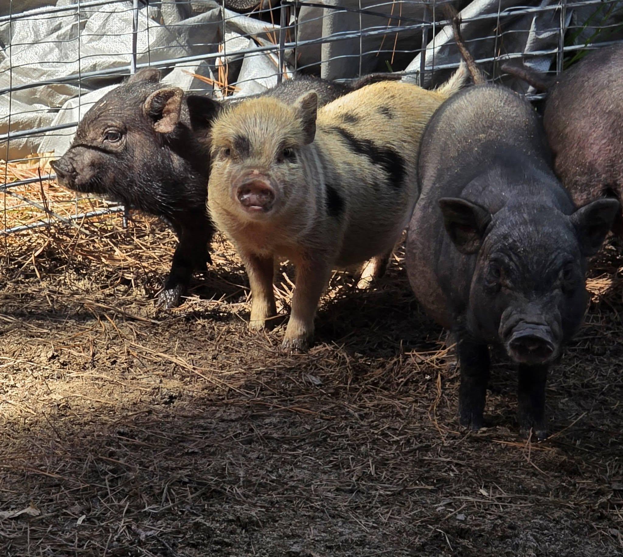Enlarge Neutered Potbelly Piglets Looking for Forever Homes, a Adoptable Pot Bellied in Bowersville, GA image 5/5
