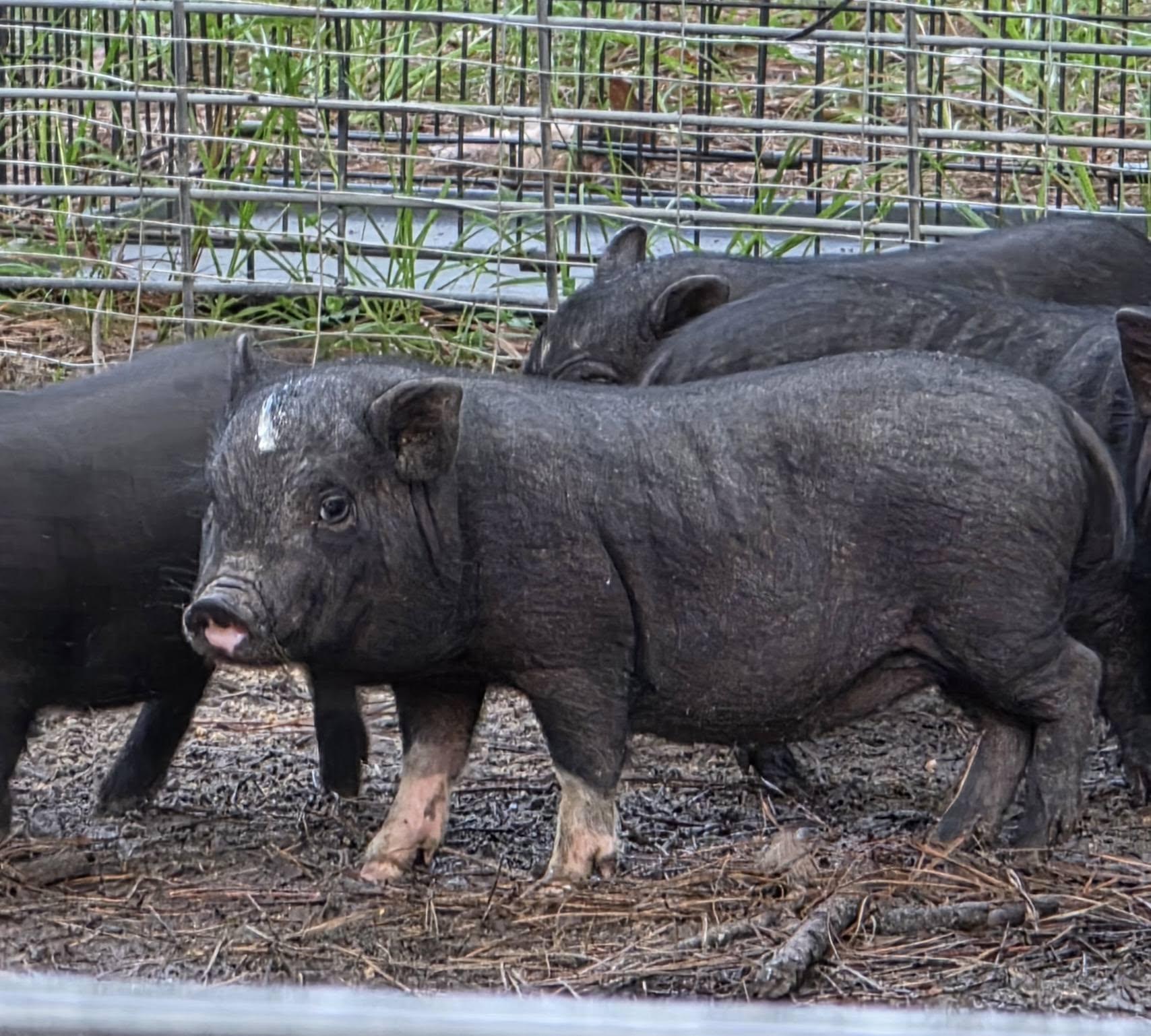 Neutered Potbelly Piglets Looking for Forever Homes, Adoptable, Young Male Pot Bellied.
