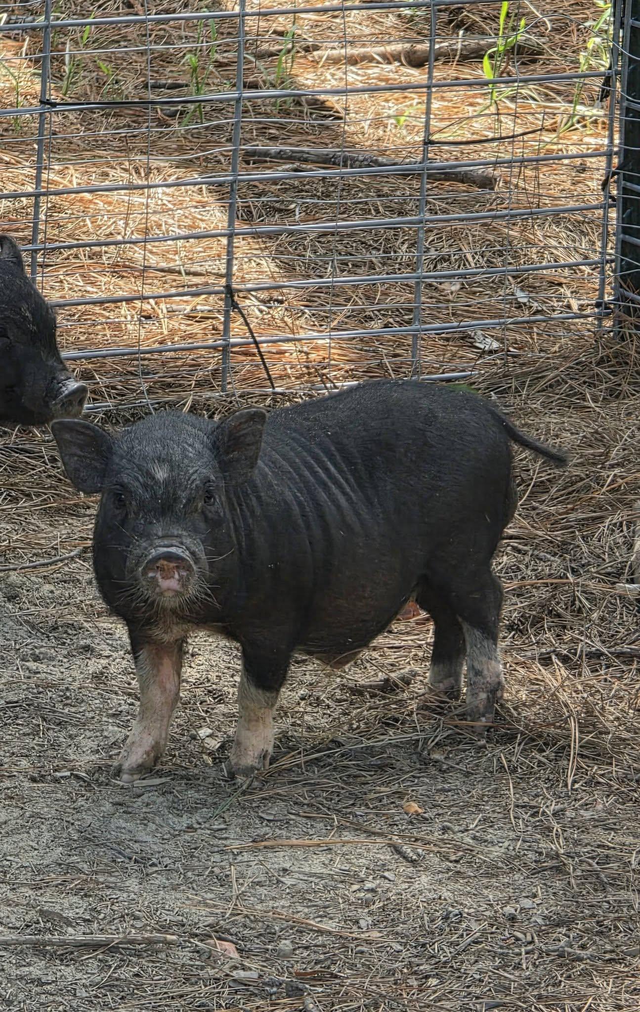 Enlarge Neutered Potbelly Piglets Looking for Forever Homes, a Adoptable Pot Bellied in Bowersville, GA image 4/5
