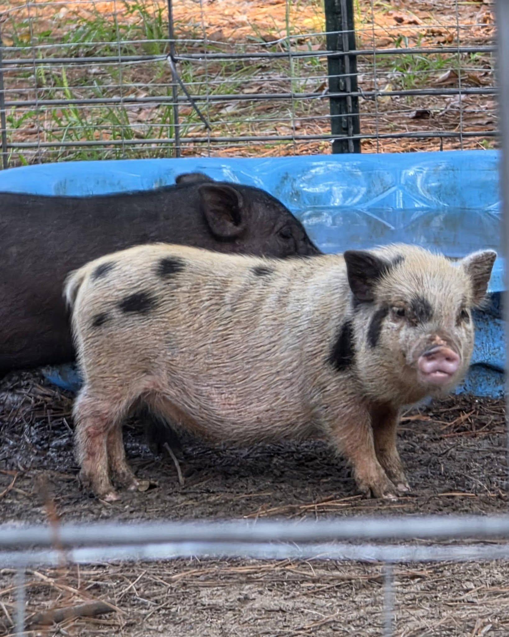 Enlarge Neutered Potbelly Piglets Looking for Forever Homes, a Adoptable Pot Bellied in Bowersville, GA image 3/5