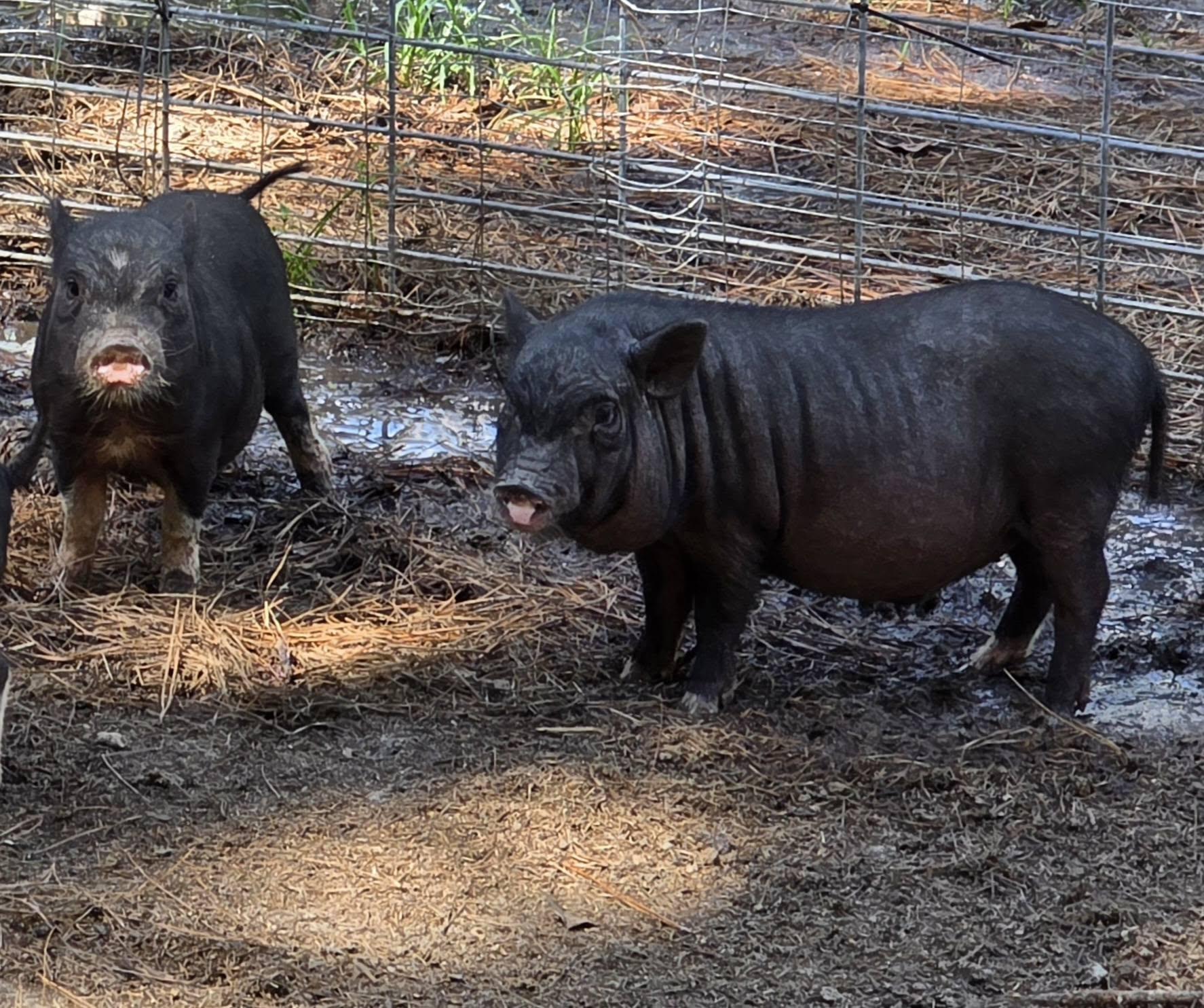 Enlarge Neutered Potbelly Piglets Looking for Forever Homes, a Adoptable Pot Bellied in Bowersville, GA image 2/5