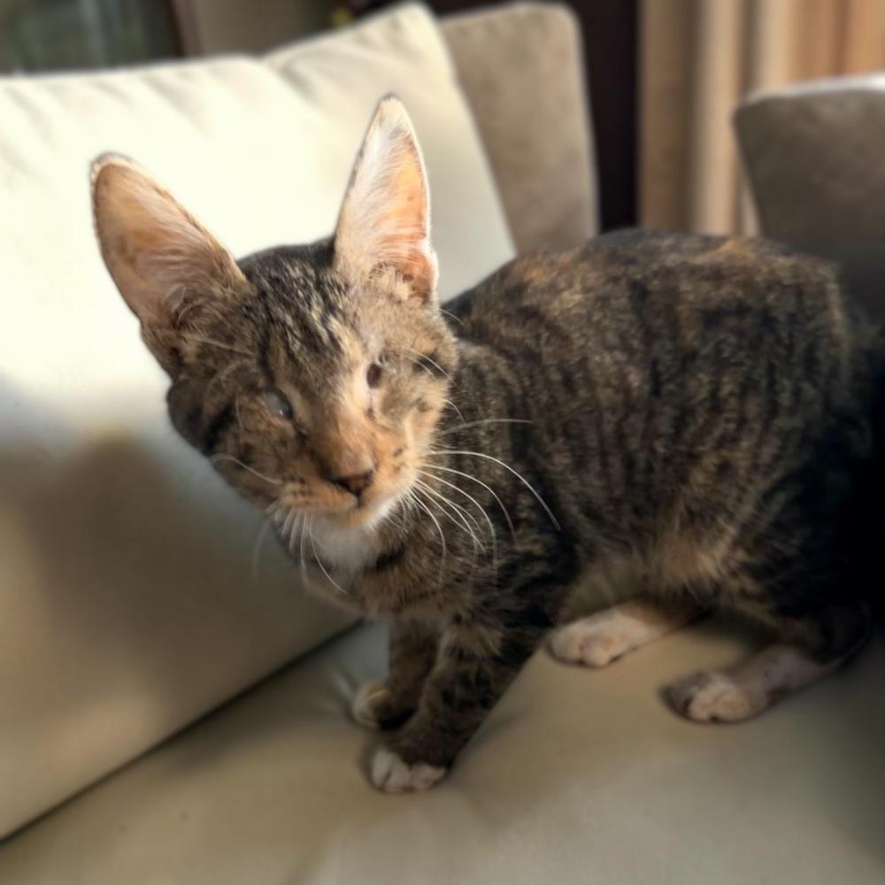 Enlarge Echo, a Adoptable Calico in Manteca, CA image 1/2