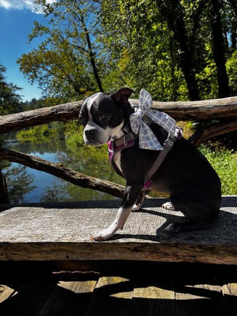 Bindy Blue-4559NC, Adoptable, Senior Female Boston Terrier.