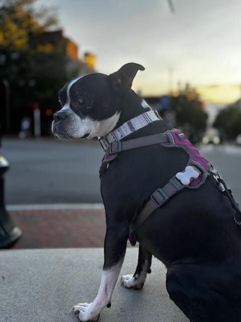 Bindy Blue-4559NC, a Adoptable Boston Terrier in Maryville, TN image 4/4