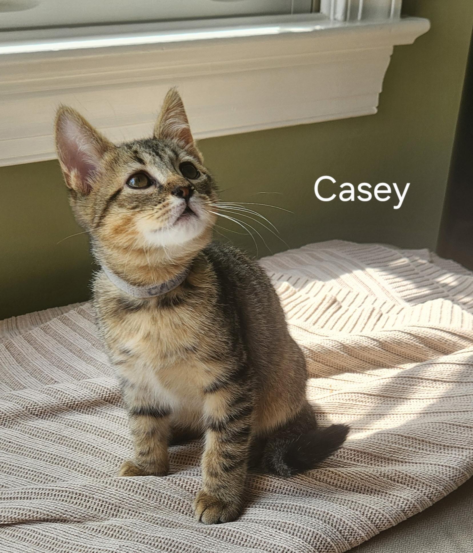 Fathers Day Casey, a Adoptable Domestic Short Hair in Leesburg, VA image 3/5