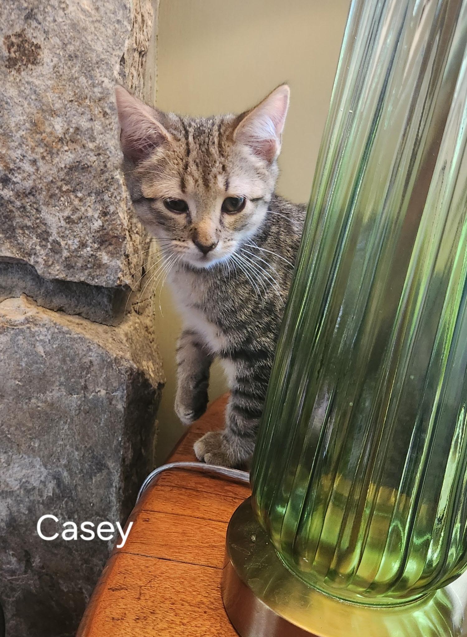 Fathers Day Casey, a Adoptable Domestic Short Hair in Leesburg, VA image 5/5
