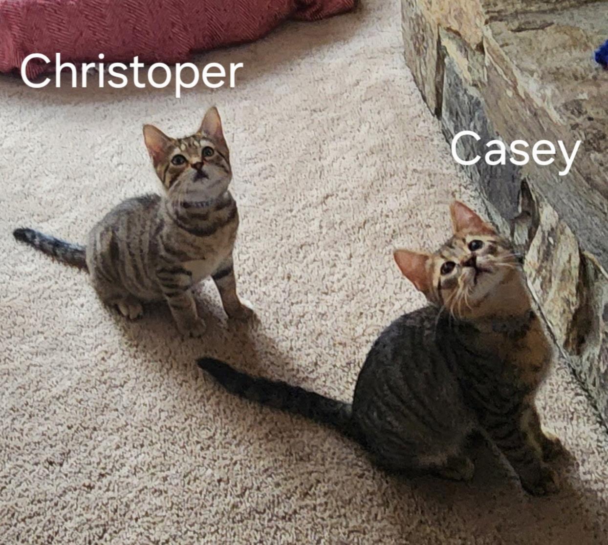 Fathers Day Casey, a Adoptable Domestic Short Hair in Leesburg, VA image 2/5