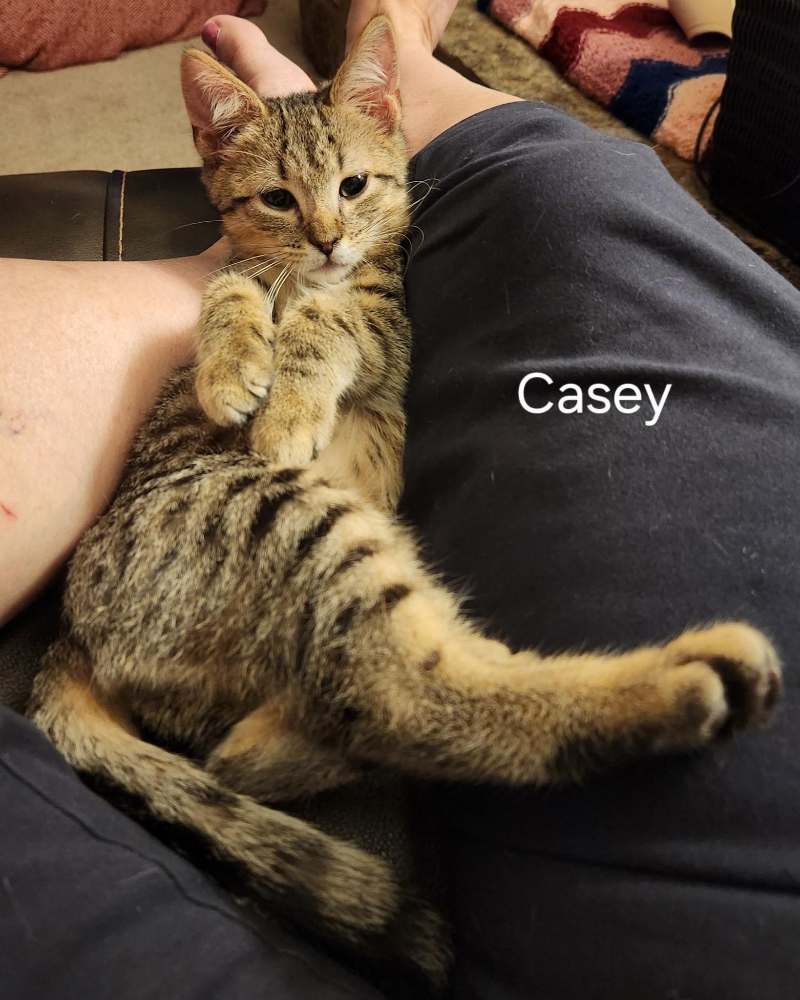Fathers Day Casey, a Adoptable Domestic Short Hair in Leesburg, VA image 4/5