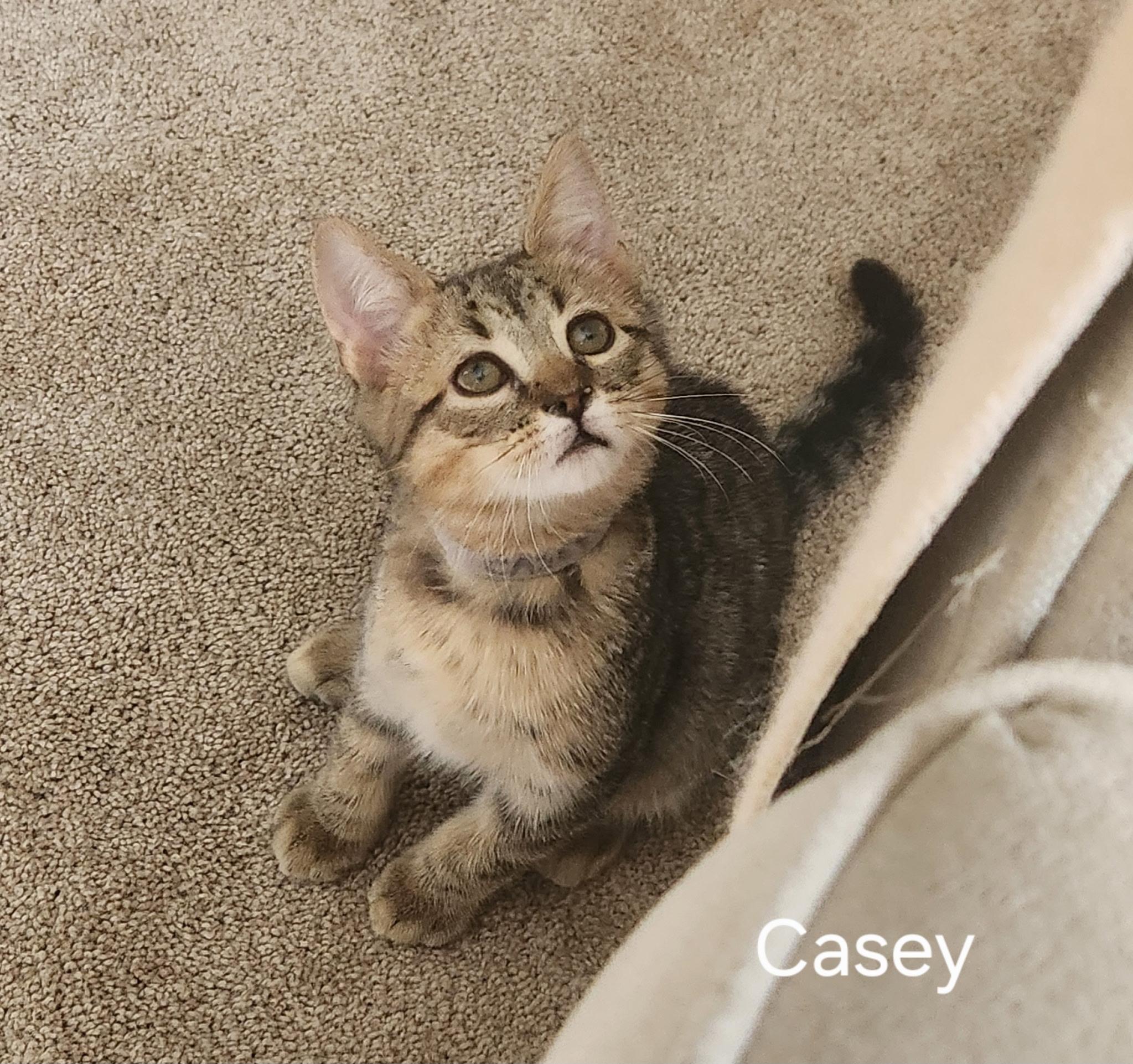 Fathers Day Casey, Adoptable, Kitten Male Domestic Short Hair.