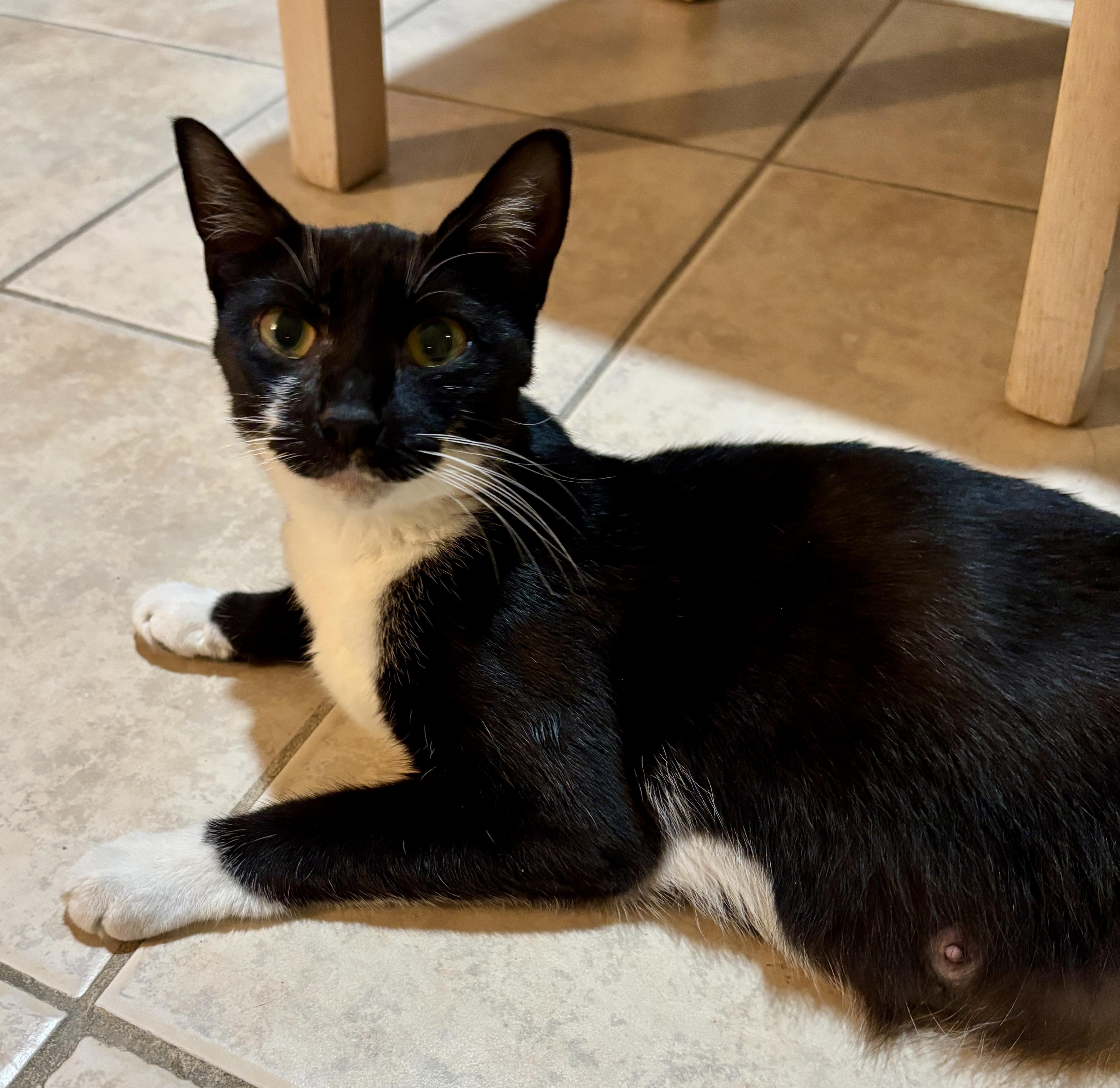 Trina-Purrfect companion, a Adoptable Domestic Short Hair in East Hanover, NJ image 2/4