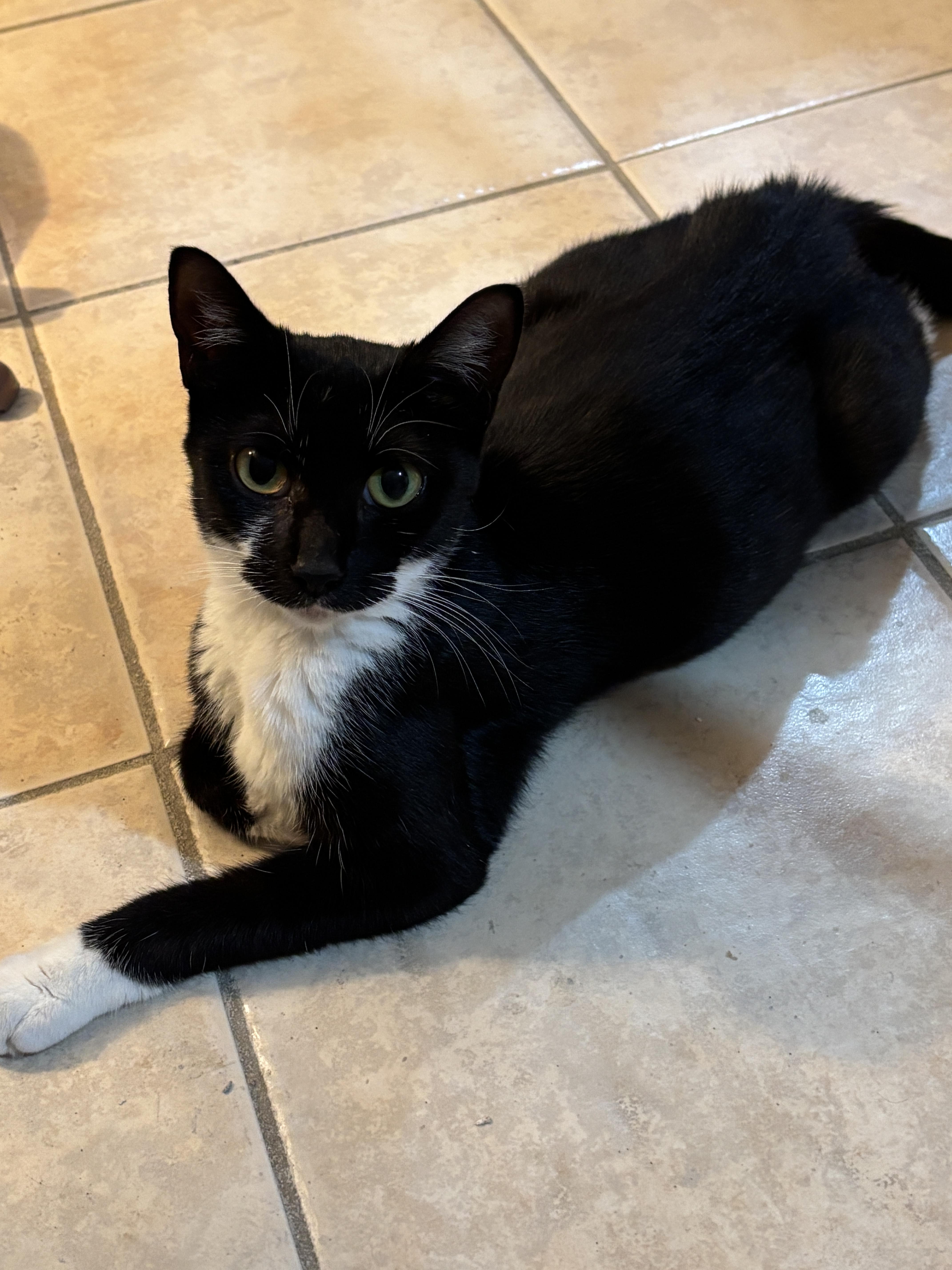 Trina-Purrfect companion, a Adoptable Domestic Short Hair in East Hanover, NJ image 4/4