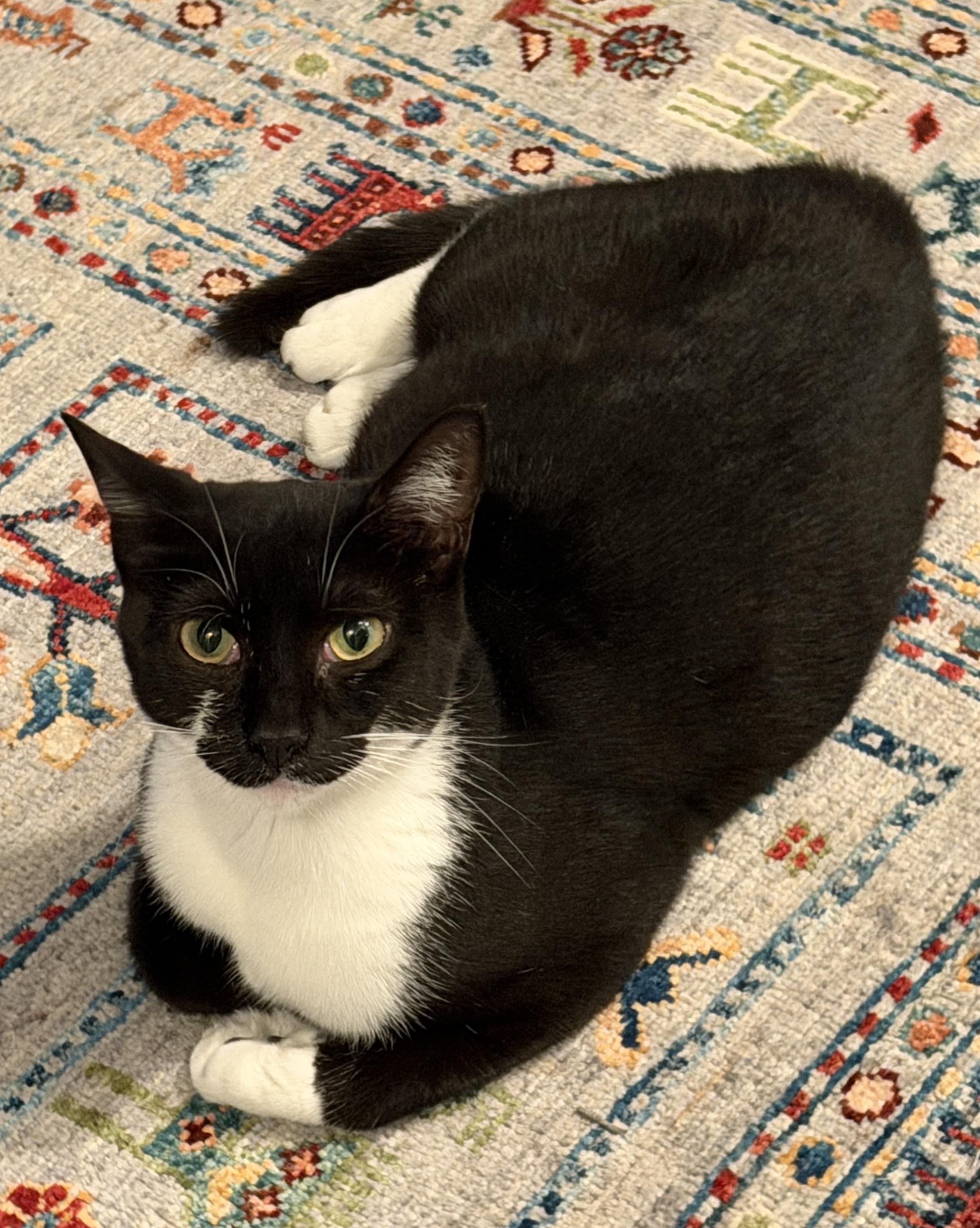 Trina-Purrfect companion, Adoptable, Young Female Domestic Short Hair.