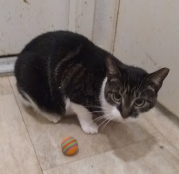 Harper, a Adoptable Domestic Short Hair in Houston, TX image 1/4