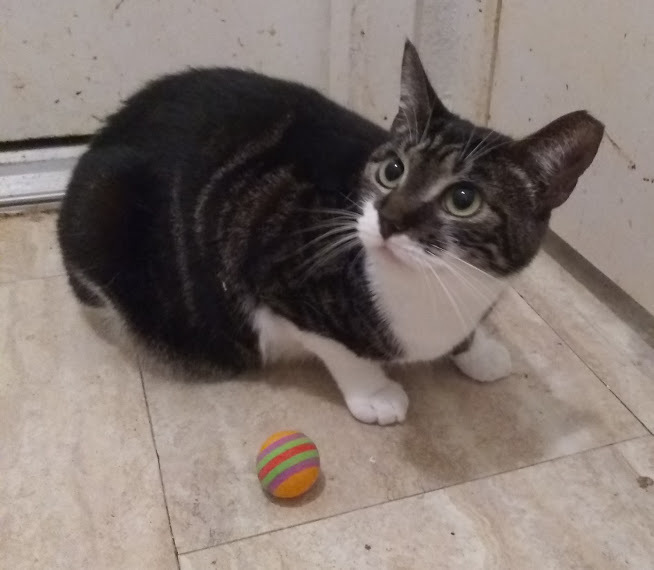 Harper, a Adoptable Domestic Short Hair in Houston, TX image 2/4