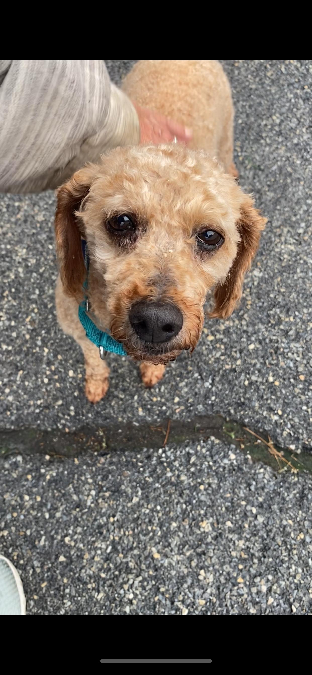 Buddy, a Adopted Miniature Poodle in Baldwin, NY image 1/4