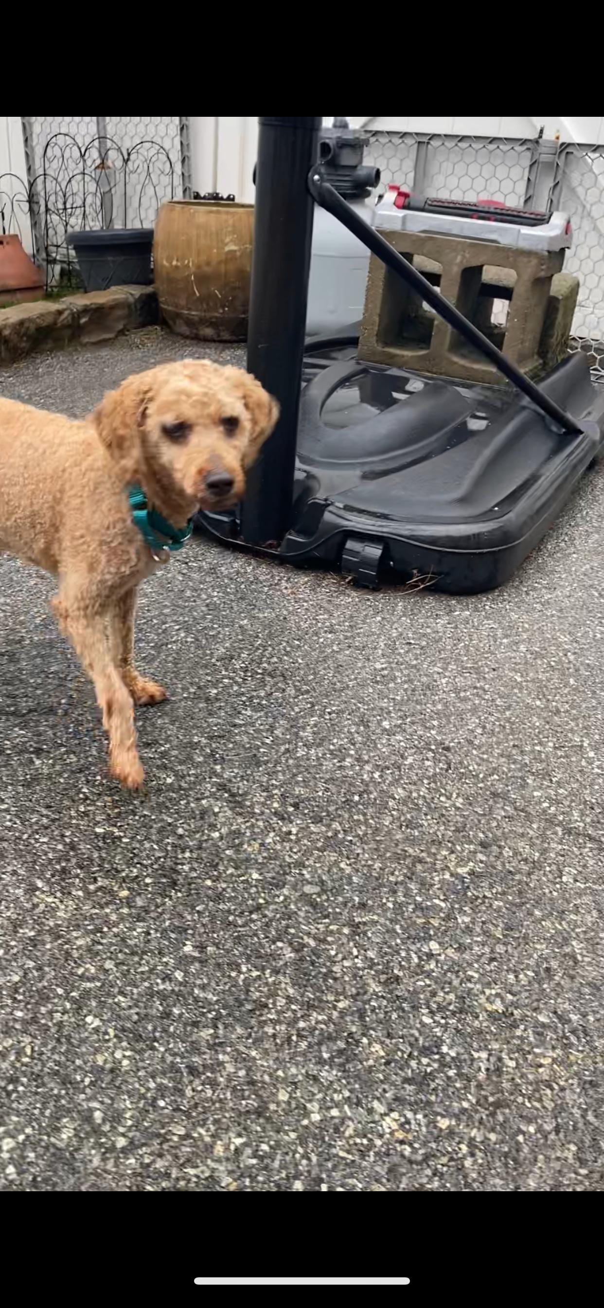 Buddy, a Adopted Miniature Poodle in Baldwin, NY image 2/4