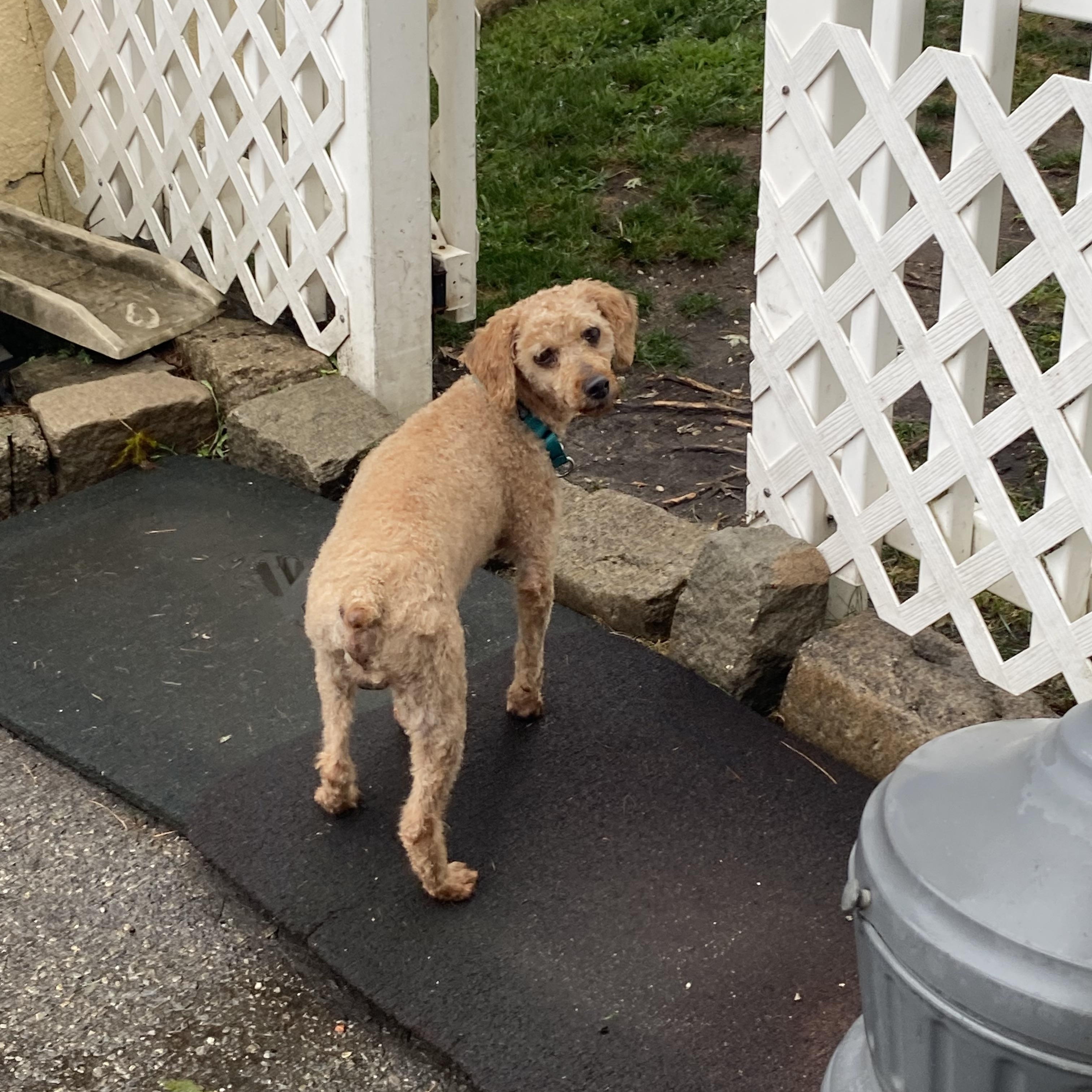 Buddy, a Adopted Miniature Poodle in Baldwin, NY image 3/4