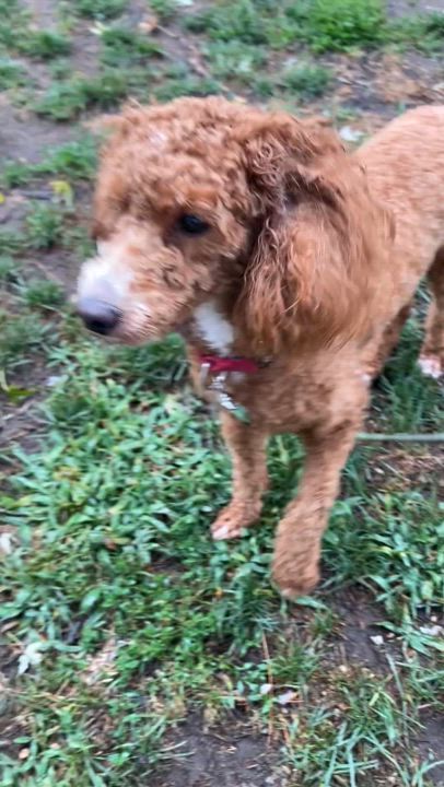 Enlarge Buddy, a Adopted Miniature Poodle in Baldwin, NY video 4/4