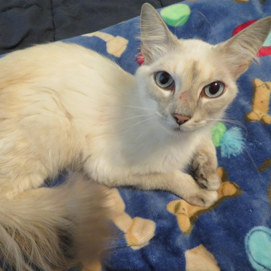 Enlarge Mayo 22752, a Adoptable mixed breed in Minneapolis, MN image 3/6
